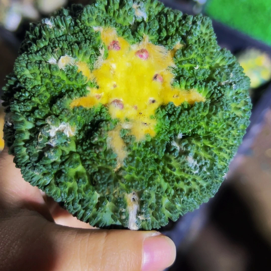无花朵福利龟甲牡丹254
