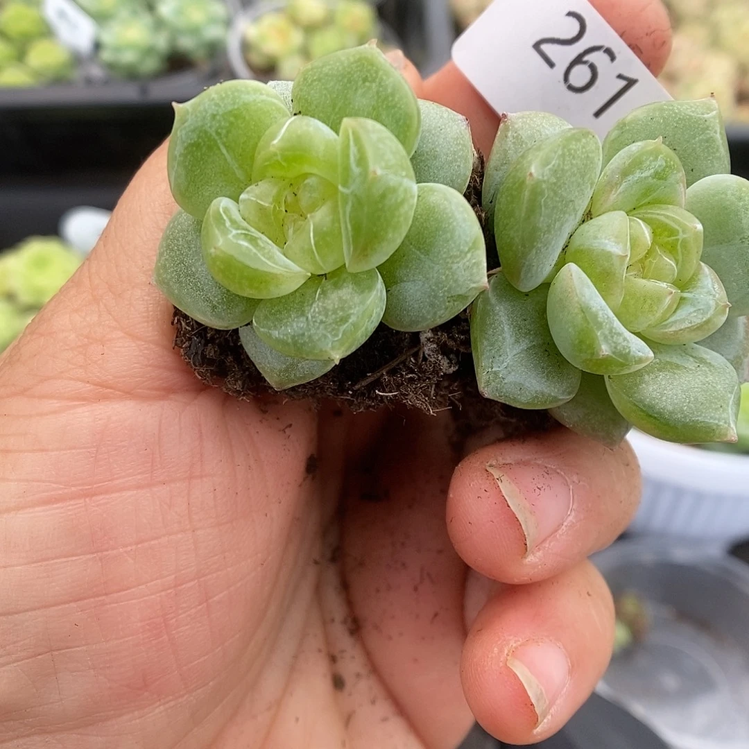 一物一拍一物一拍911-261