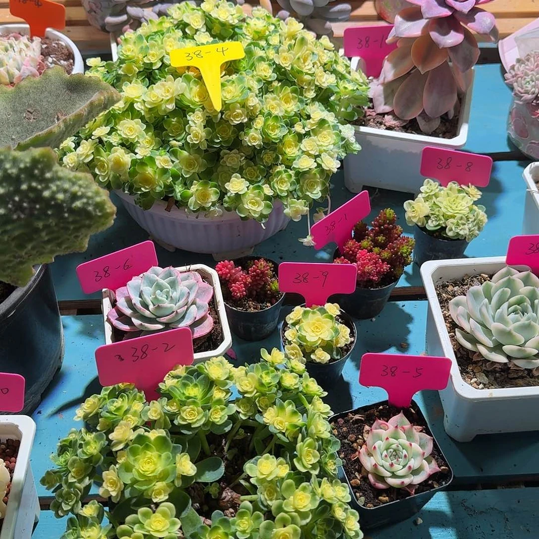 ?**?大转盘转一次，不退不换