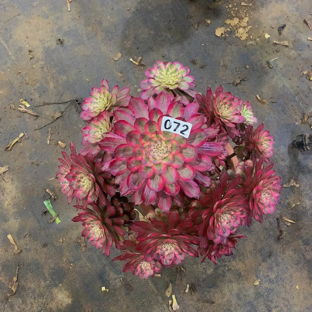 豆**爸072红腹轮多肉88888888