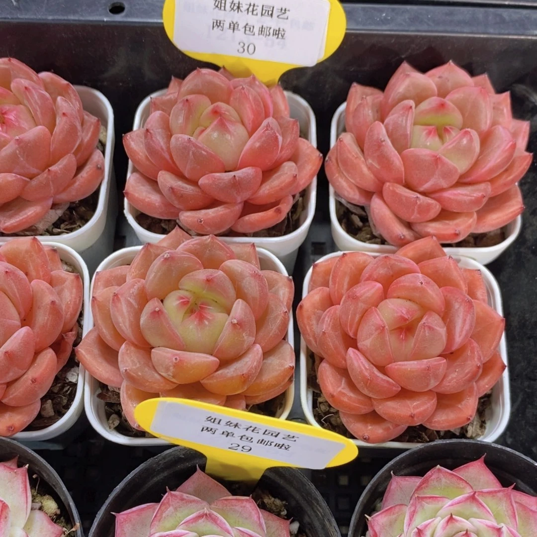 30-精品果冻Q橙香槟单头一个