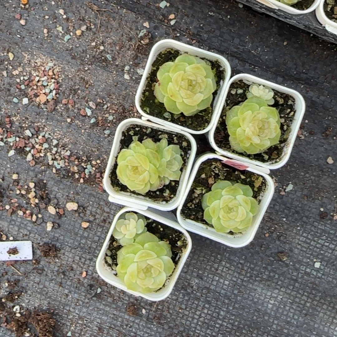 财富16 盆三床一个满25包邮