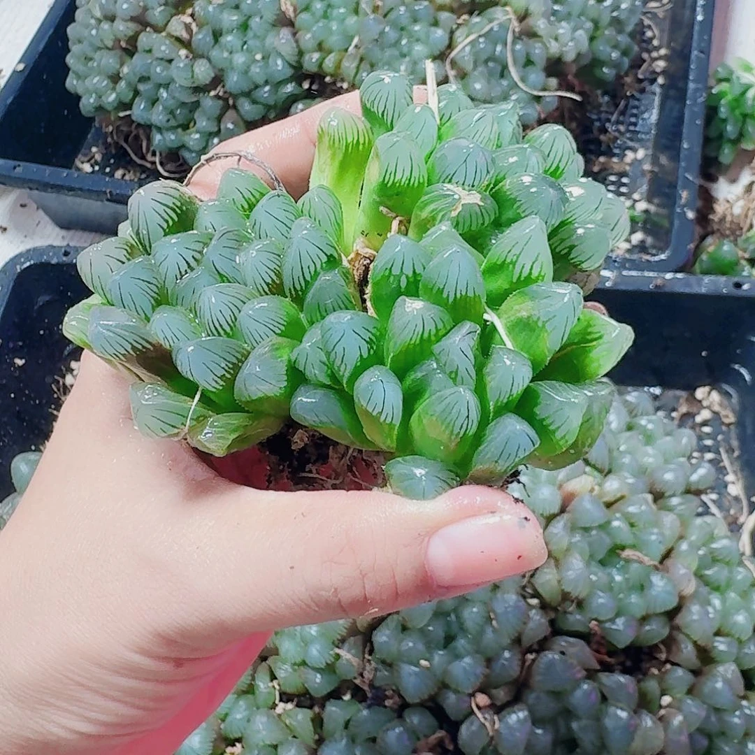 十二卷 实生en 冰灯3头