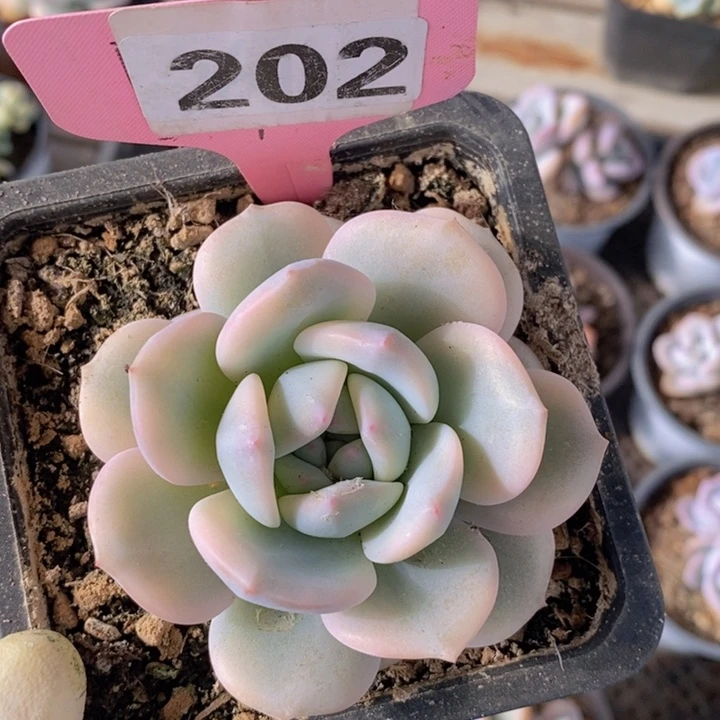202星影副轮锦111111