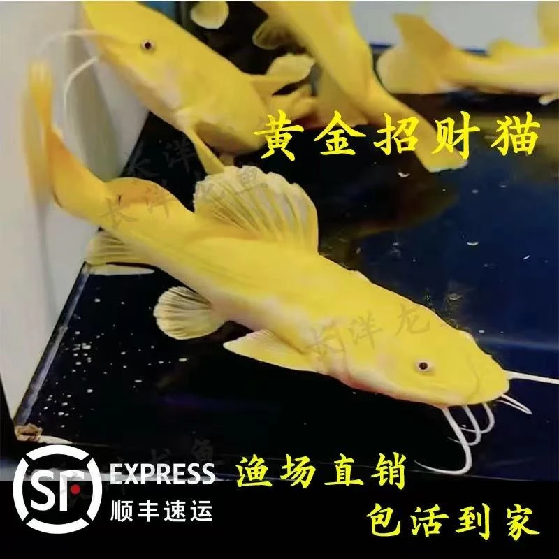 黄金猫热带观赏鱼