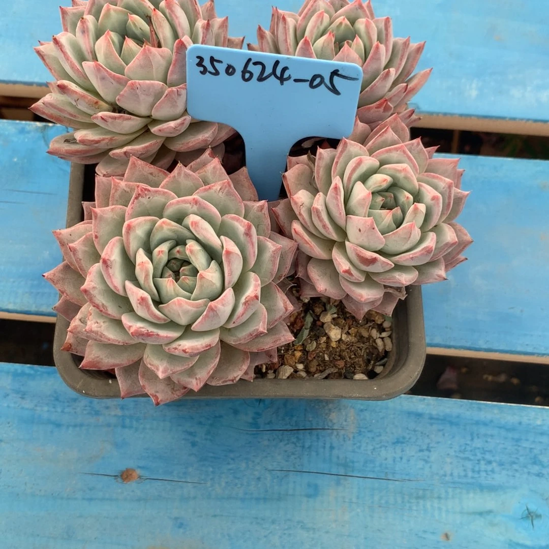 依*350624-05粉蓝鸟