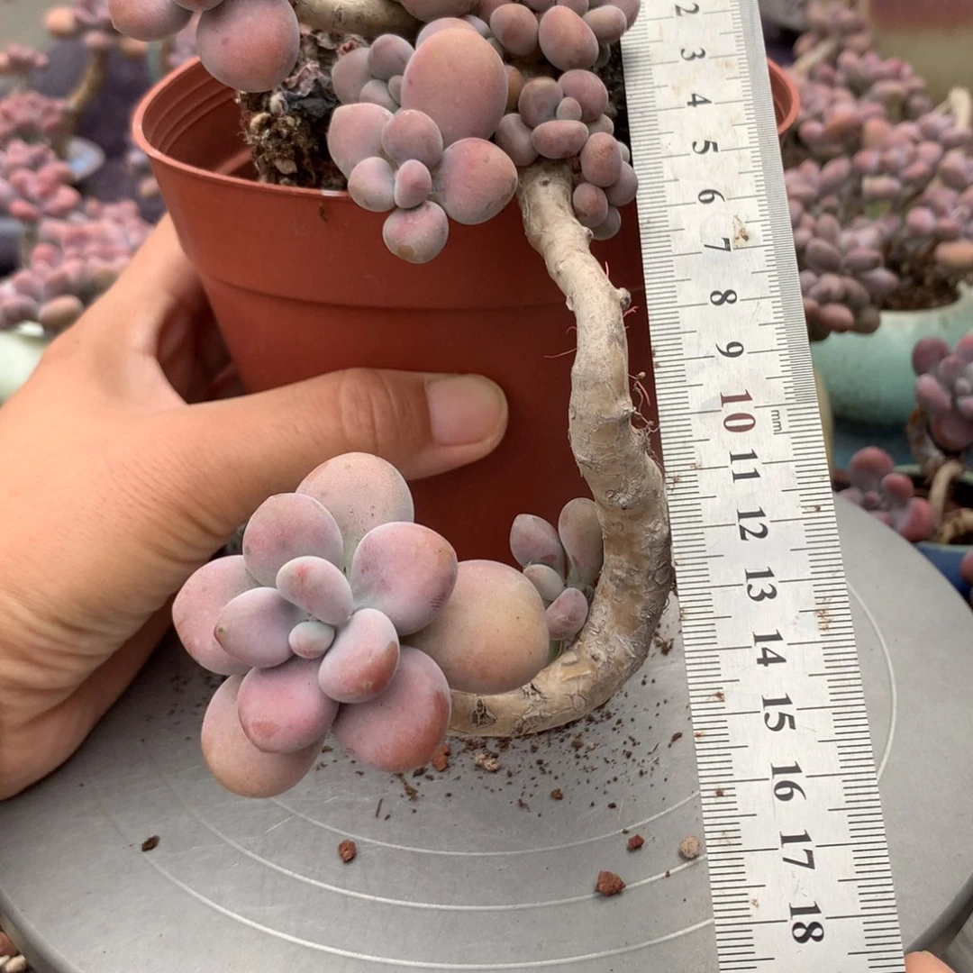 25号不带颇偏远地区不包邮的