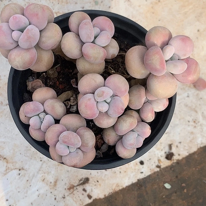 而****波陆慕嗦螺迷糊累了加辣