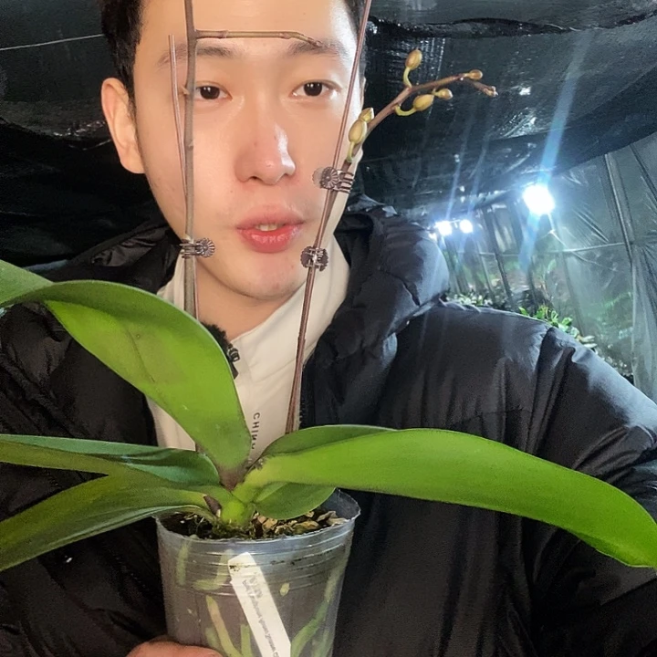 无花朵夏日雪纺蝴蝶兰