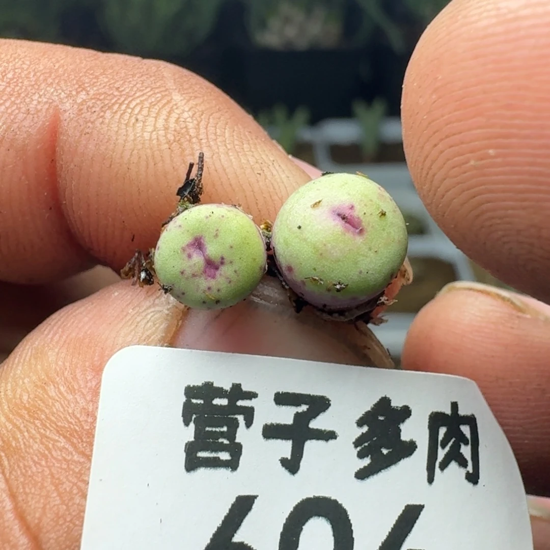 1380b.       两颗。