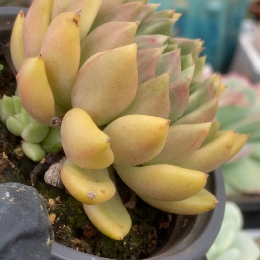 369红酒锦锦锦锦锦锦锦