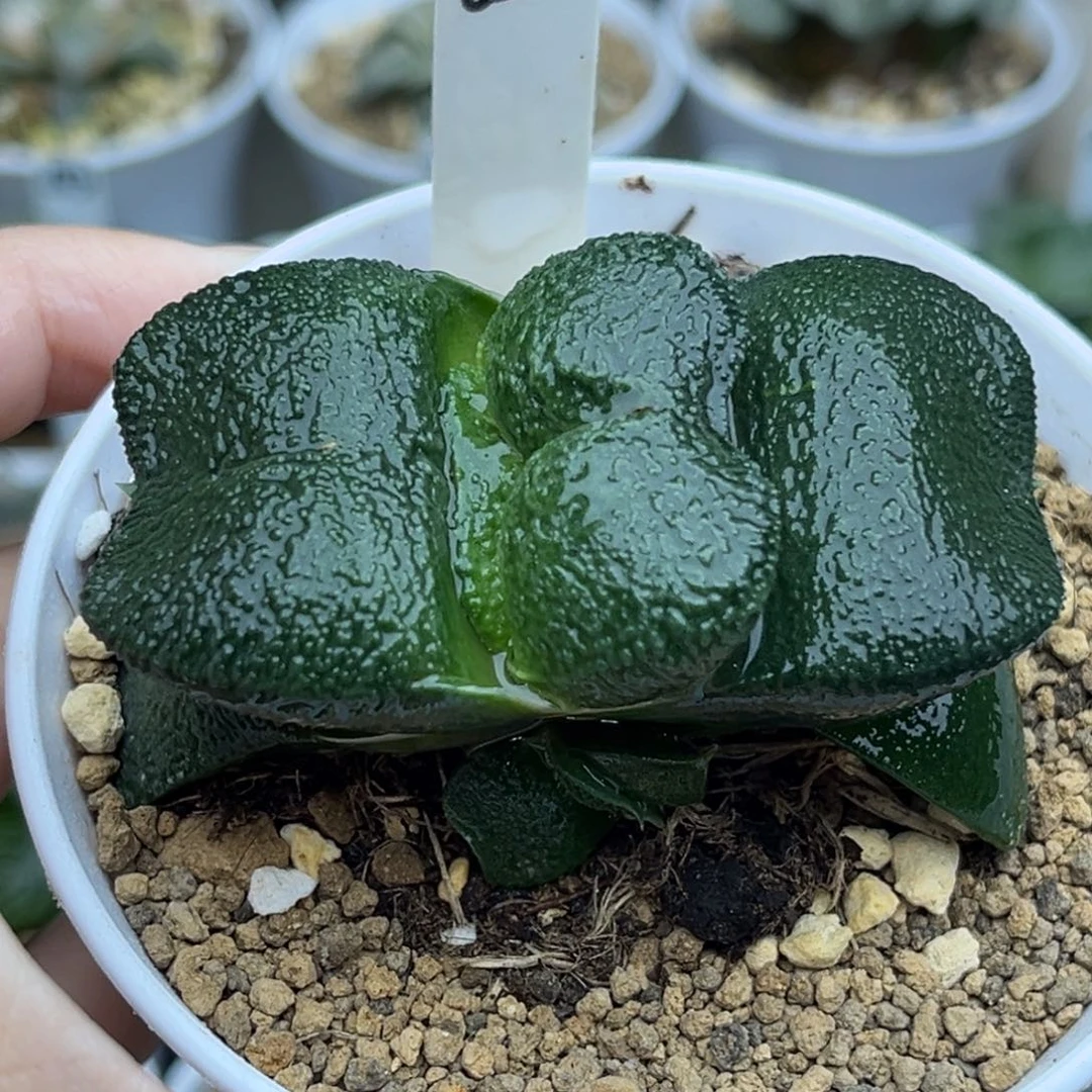 656厚叶蝴蝶卧牛带仔福利专场