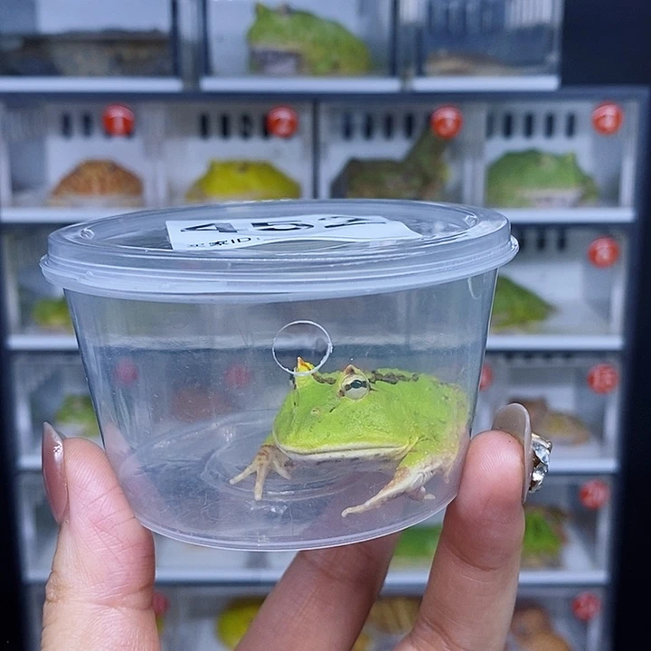 特价活动开始蝴蝶452