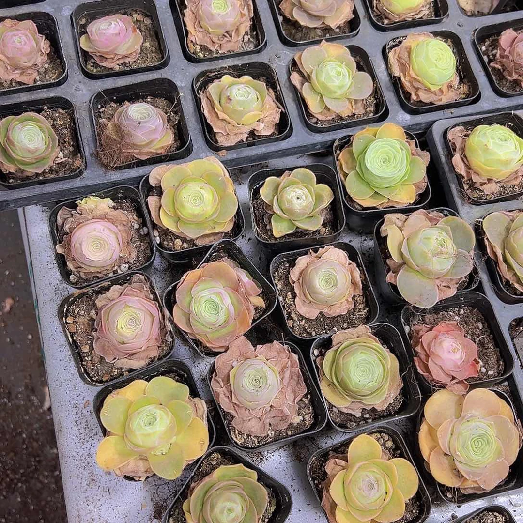 彩帕5盆19包邮多肉