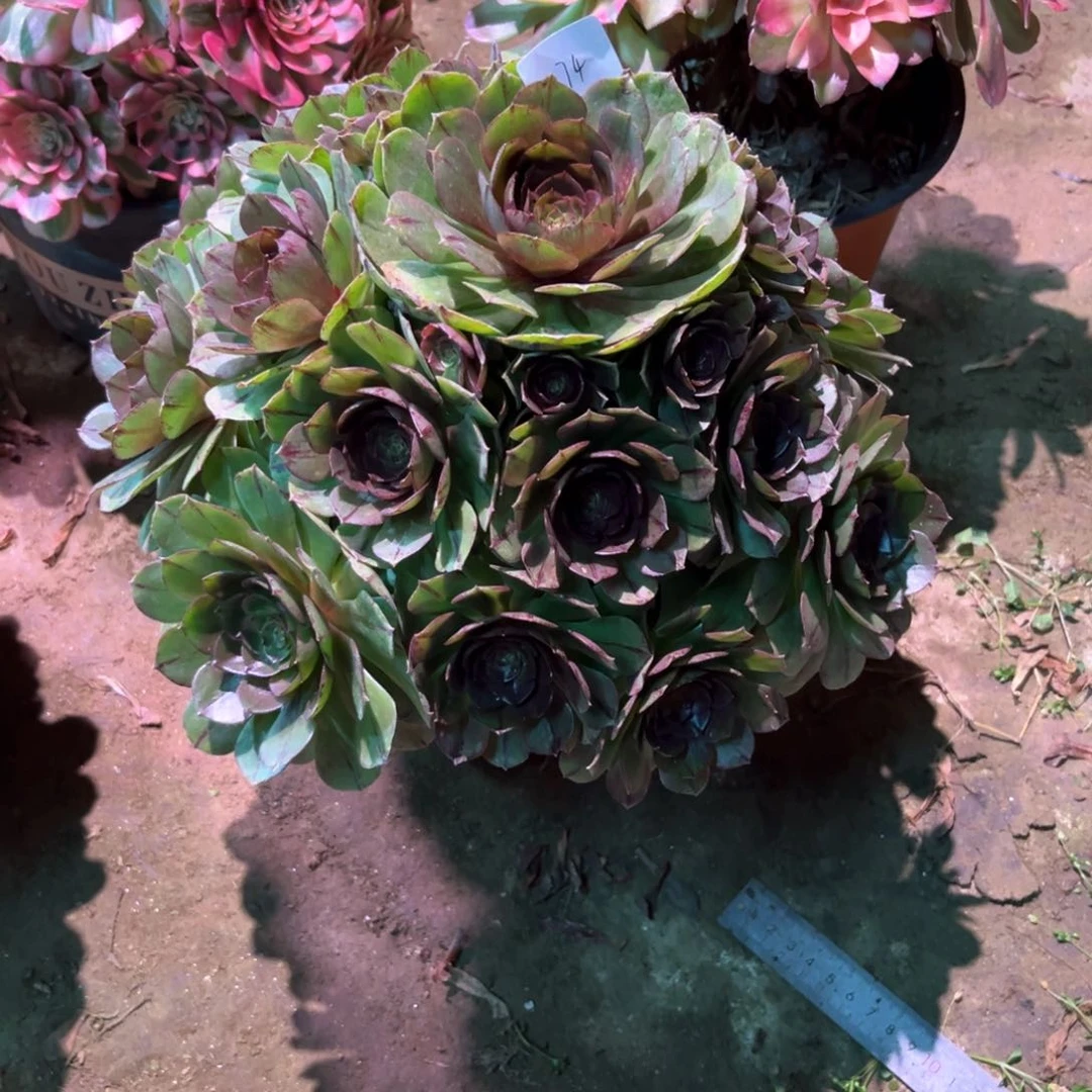 多肉植物万拉丝374