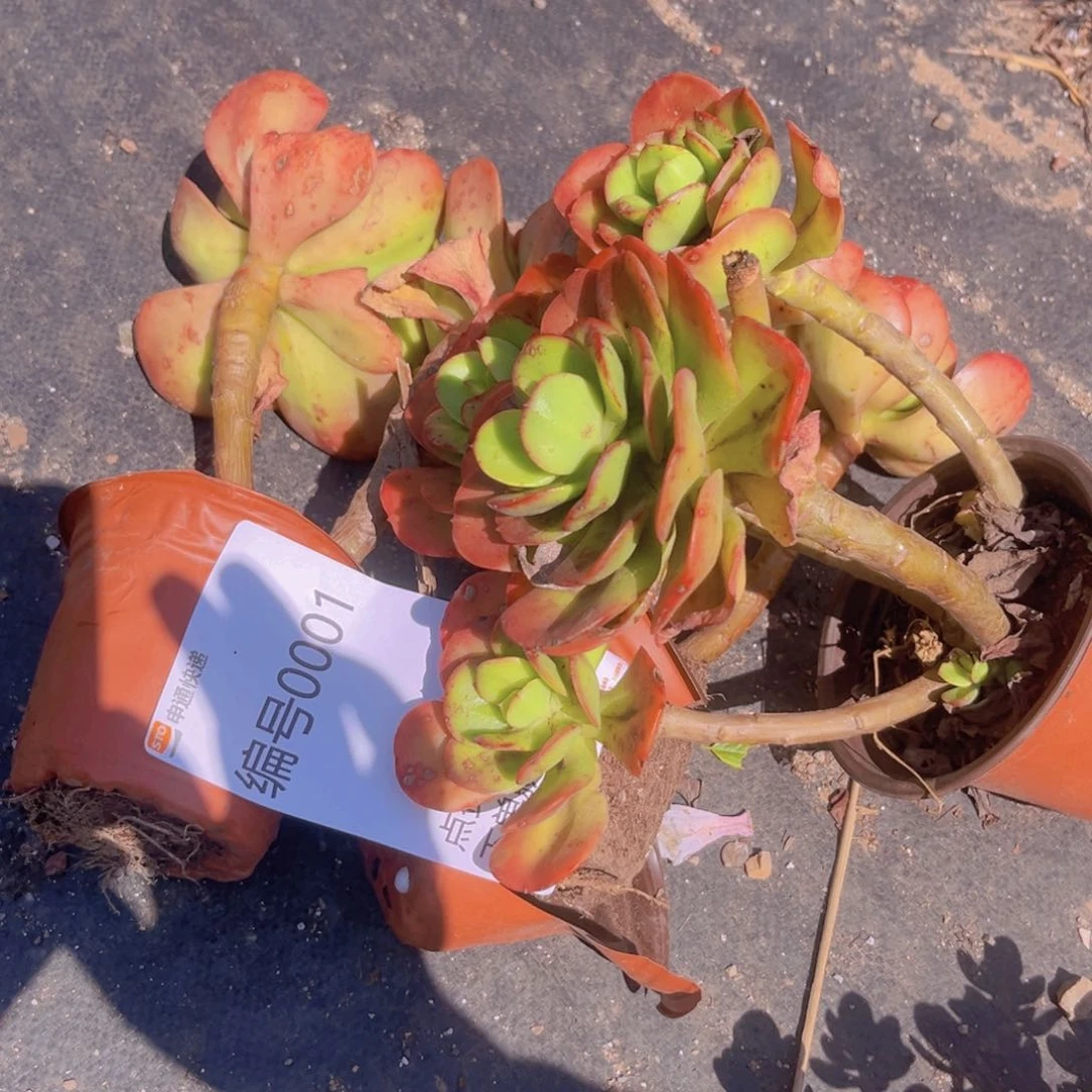 心****，0001红梅三颗