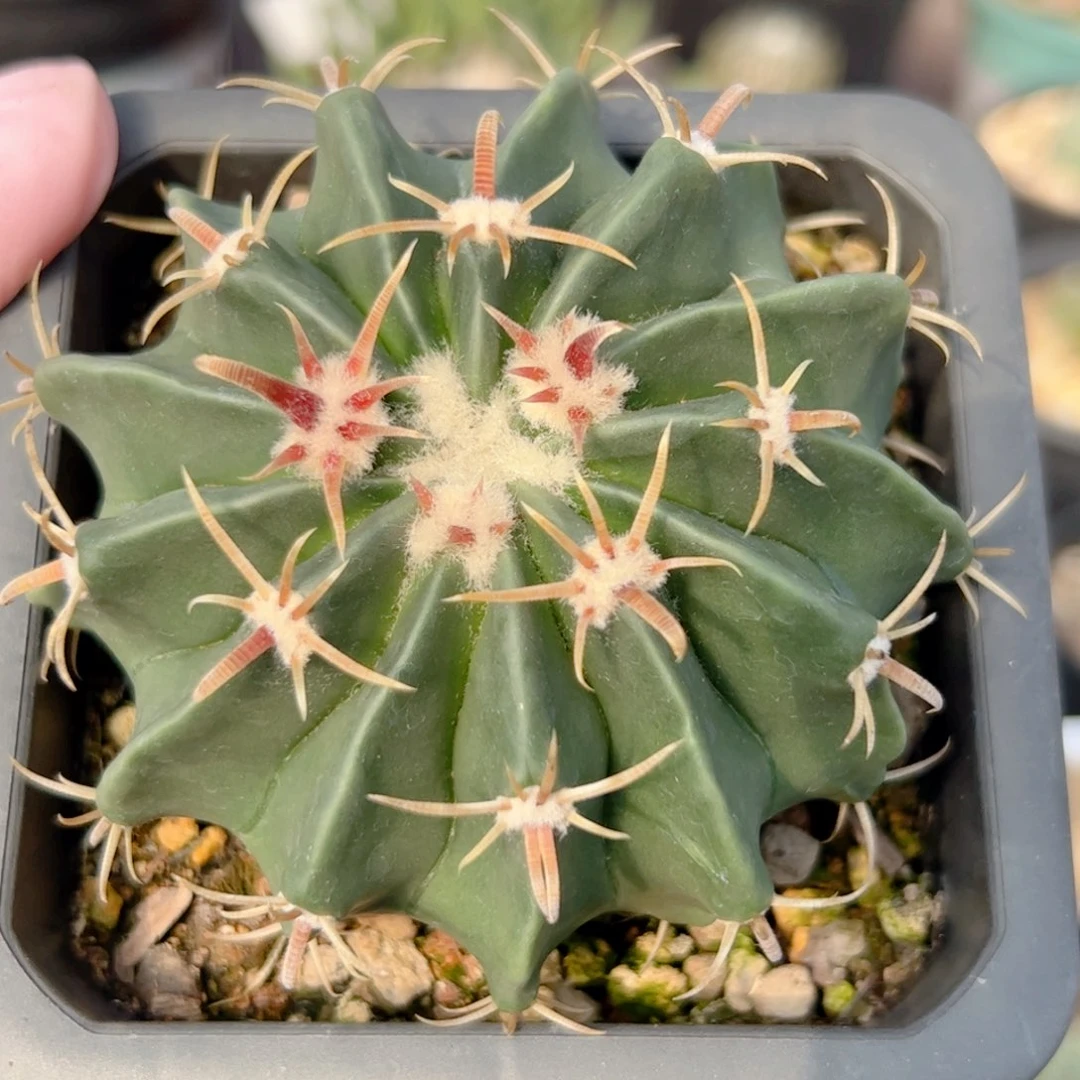 实生 割刺凌波仙人球