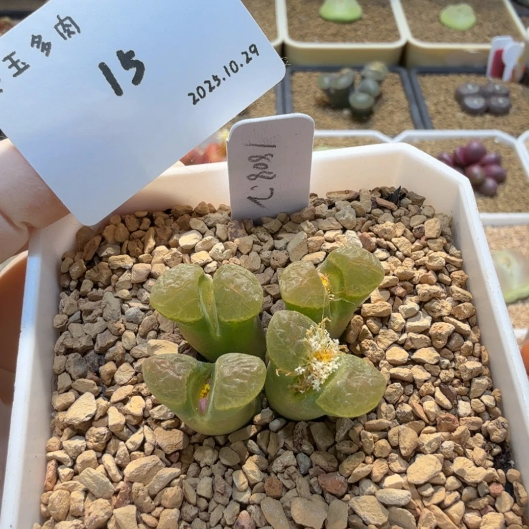 浮***盈多肉多肉多肉10.29-015