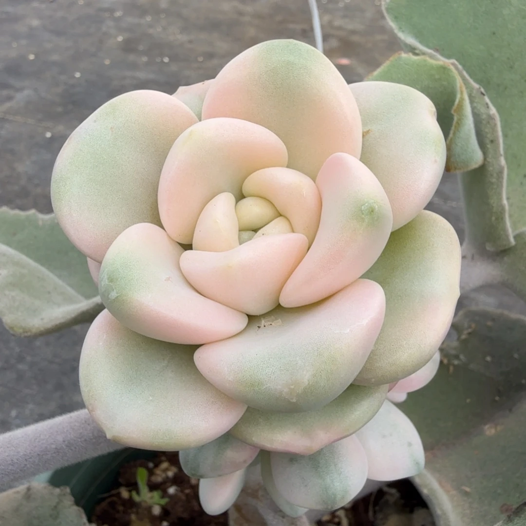 大锦边花斑鹿锦大锦边