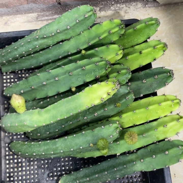 红花袖铺实生一代侧芽