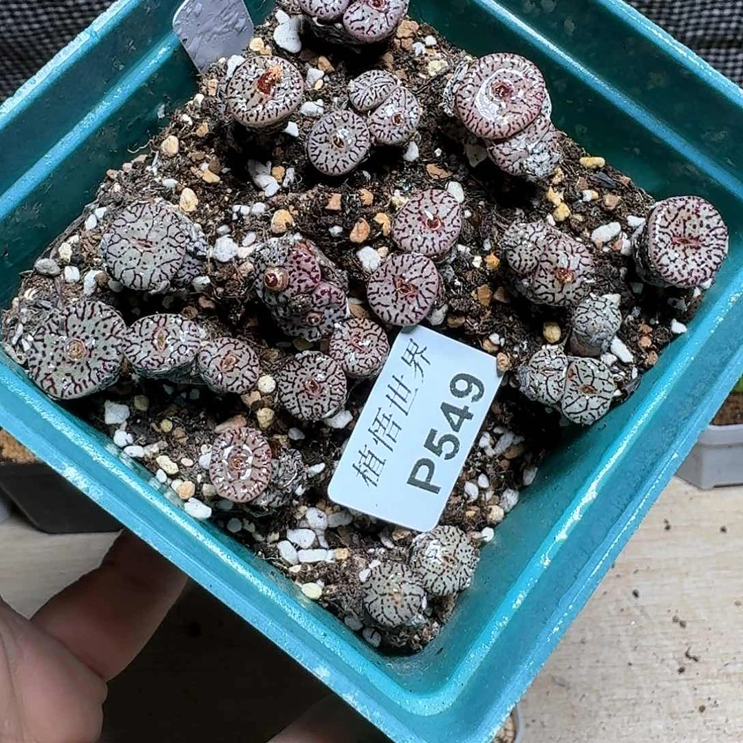 549厚德载物哇g g