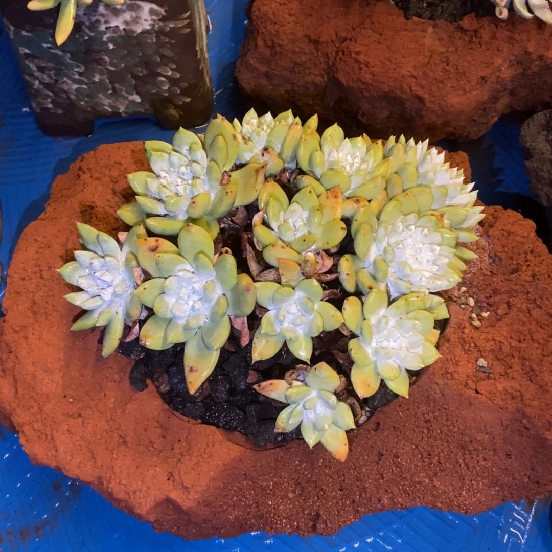 拇指杂多肉植物啦啦啦