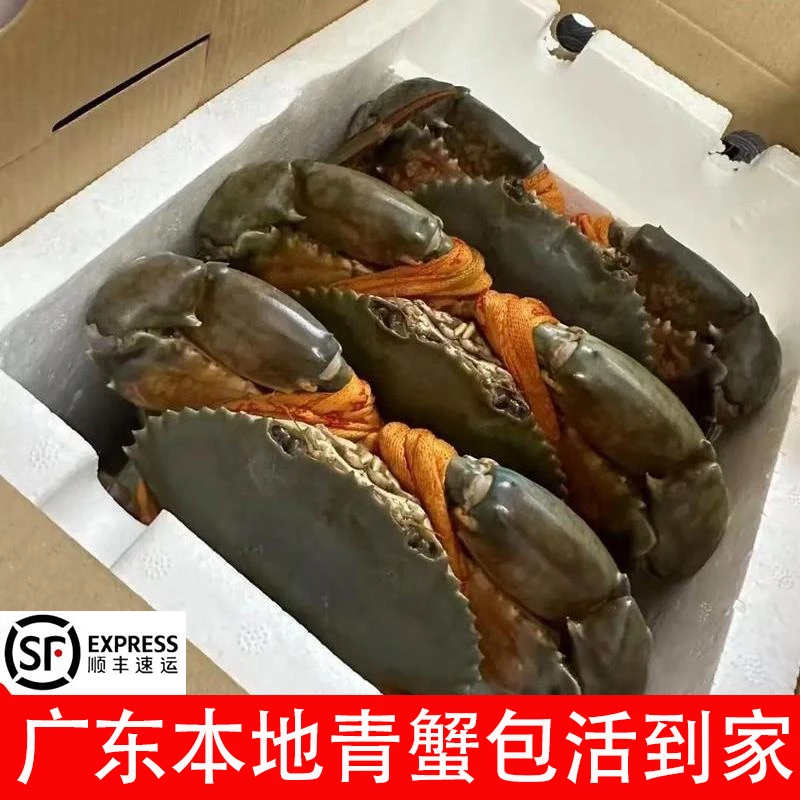 【店长推荐】青蟹鲜活红鲟超大螃蟹巨大款野生肉蟹俺仔蟹膏蟹母蟹