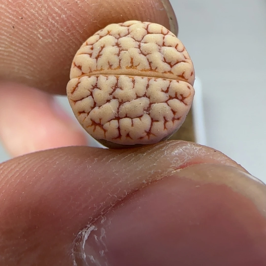 001生石花大棚直播