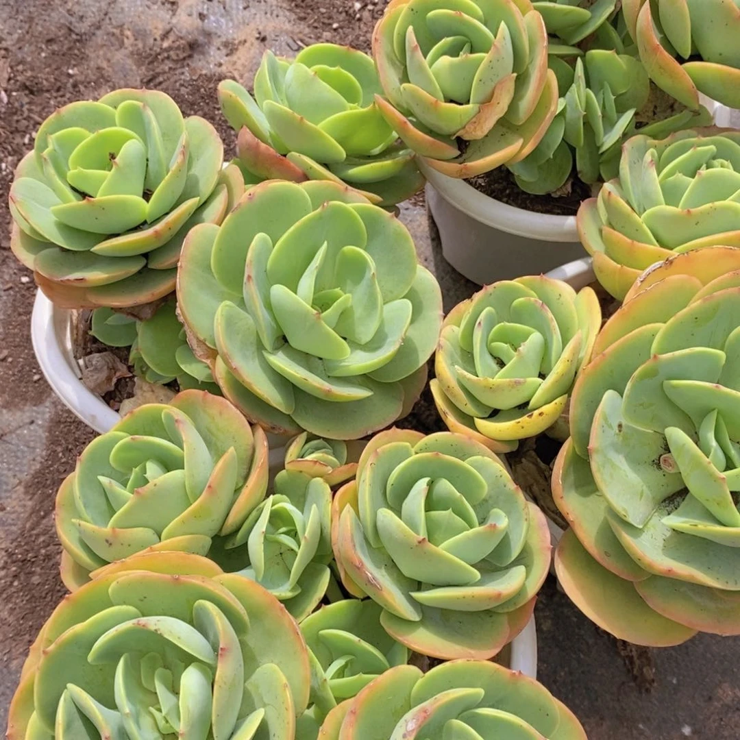 三头起发鸡蛋碧桃两盆