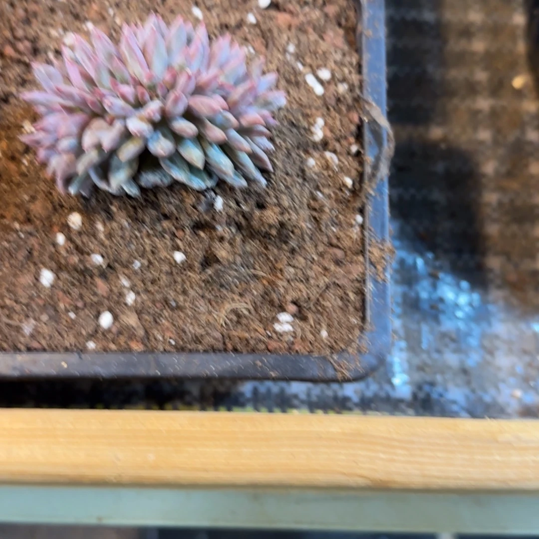 风***月虞美人缀化多肉植物