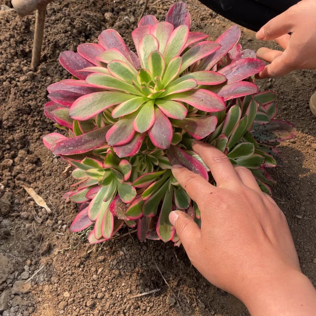 大凤冠多肉法师断枝不包