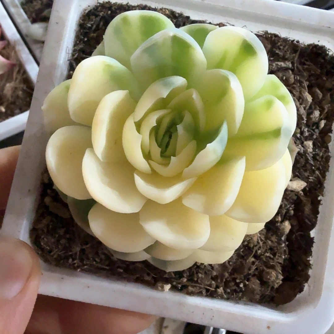 贝瑞  锦上园艺一物一拍