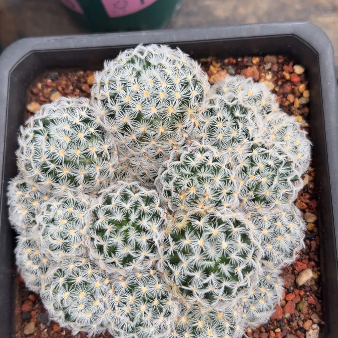 杜威丸随机一颗。