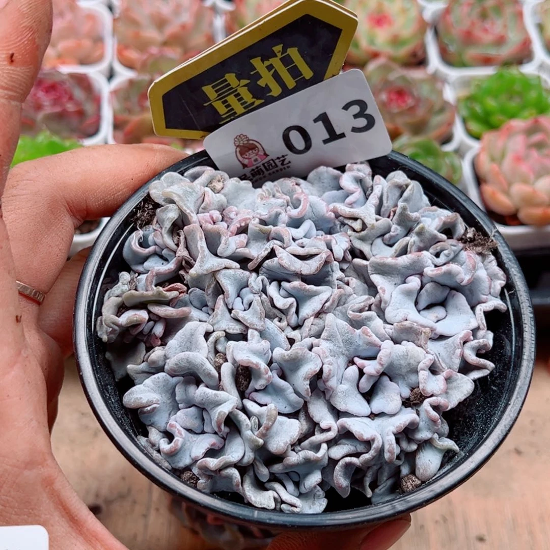 当前无花朵，栽培后可花朵