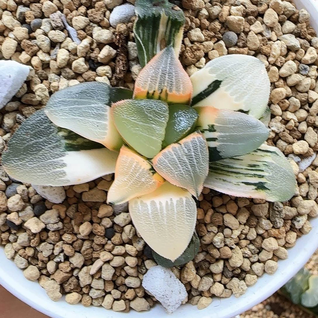 60号和田玉克锦一物一拍带盆土