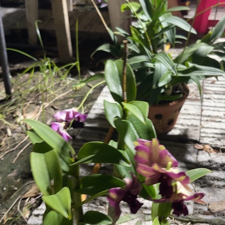 当前无花朵，栽培后可花朵复古网纹