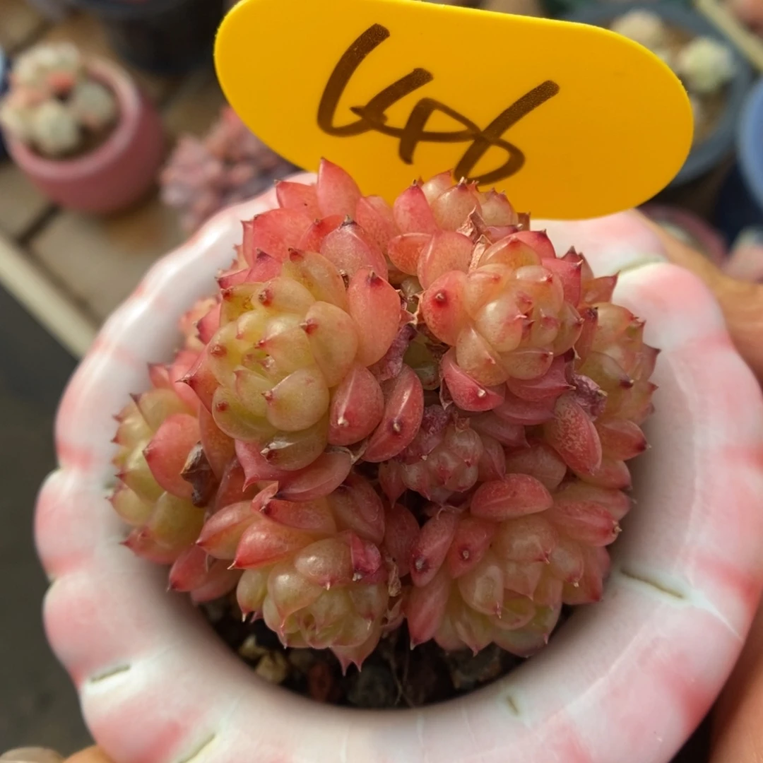 灯泡珍妮群生646号。