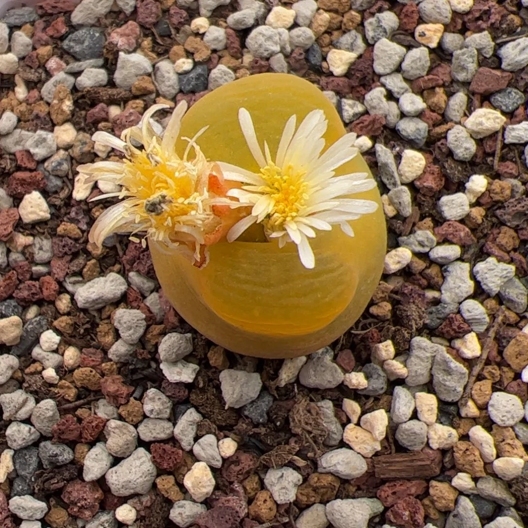 0128号毛 多肉植物