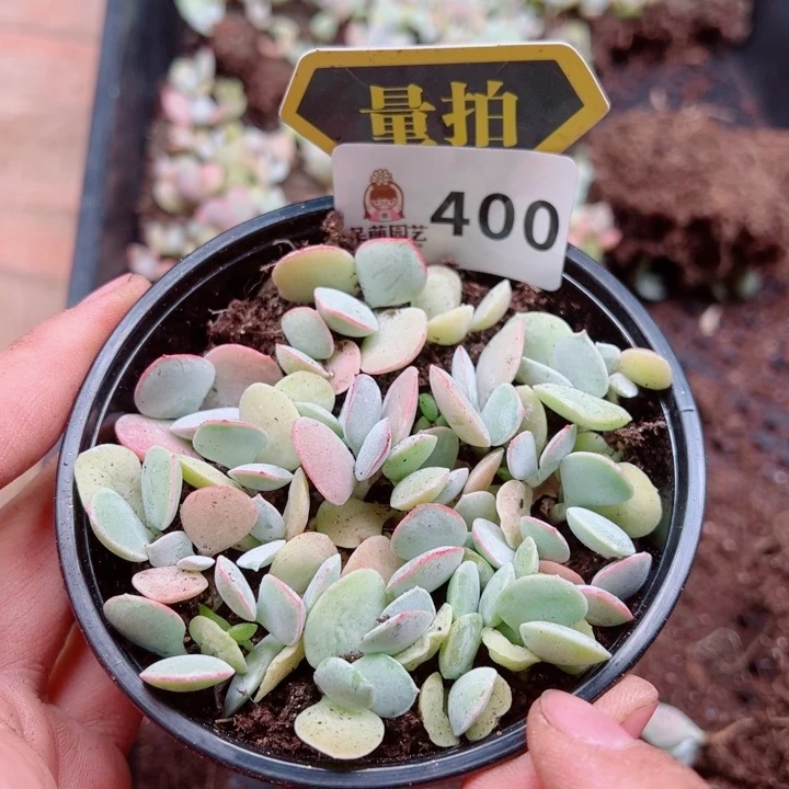 多肉植物多肉植物