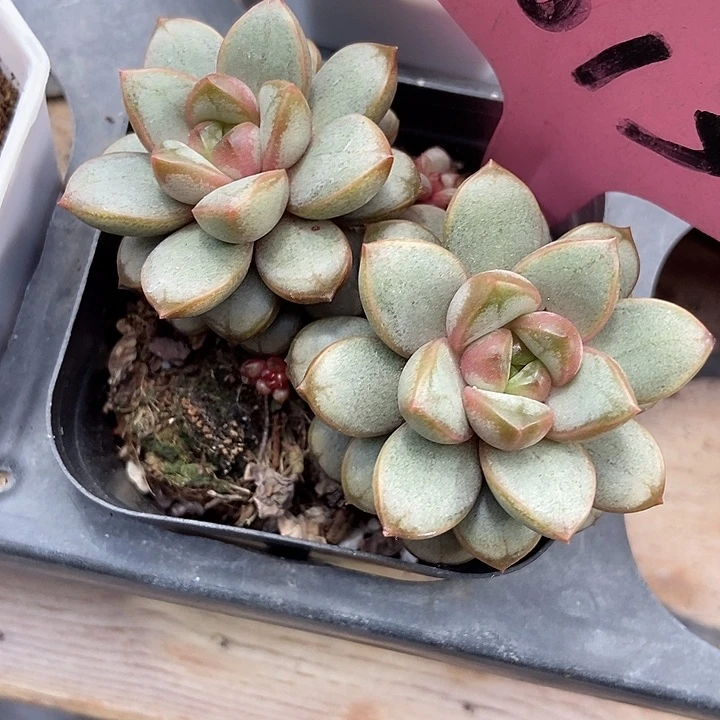 多肉植物葡萄1013