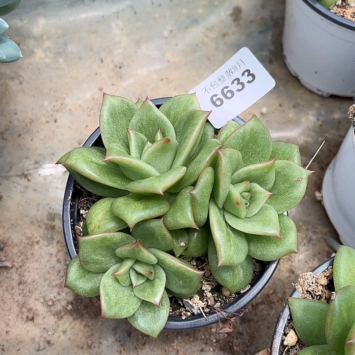 阿雅园艺。        6633玛丽亚