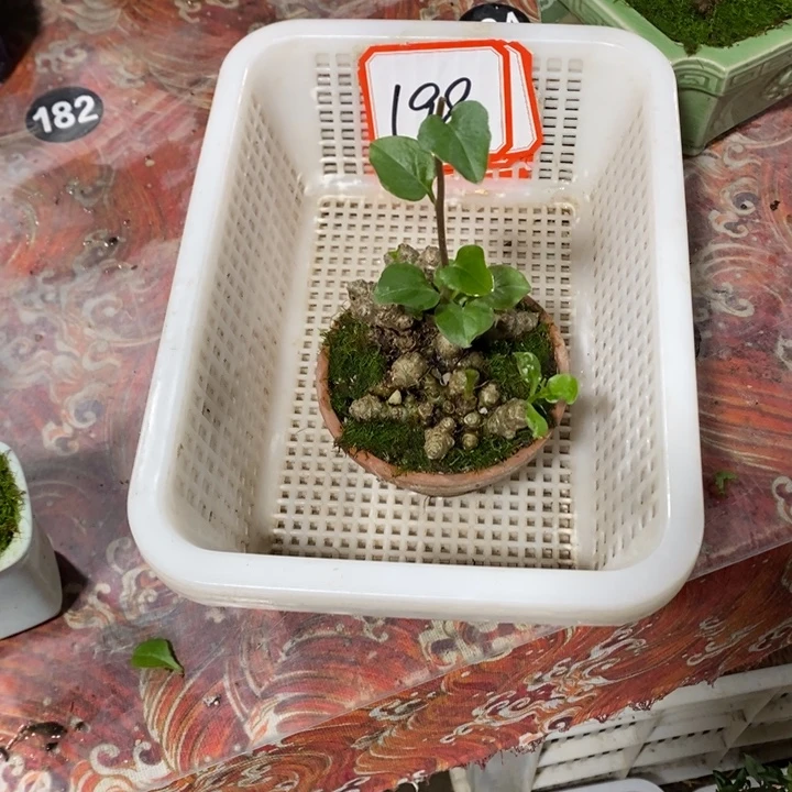 你***✓无花朵退款拉黑拉黑198