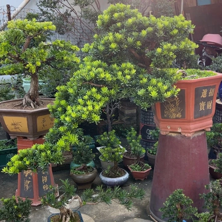 无花朵高端精品罗汉松盆景