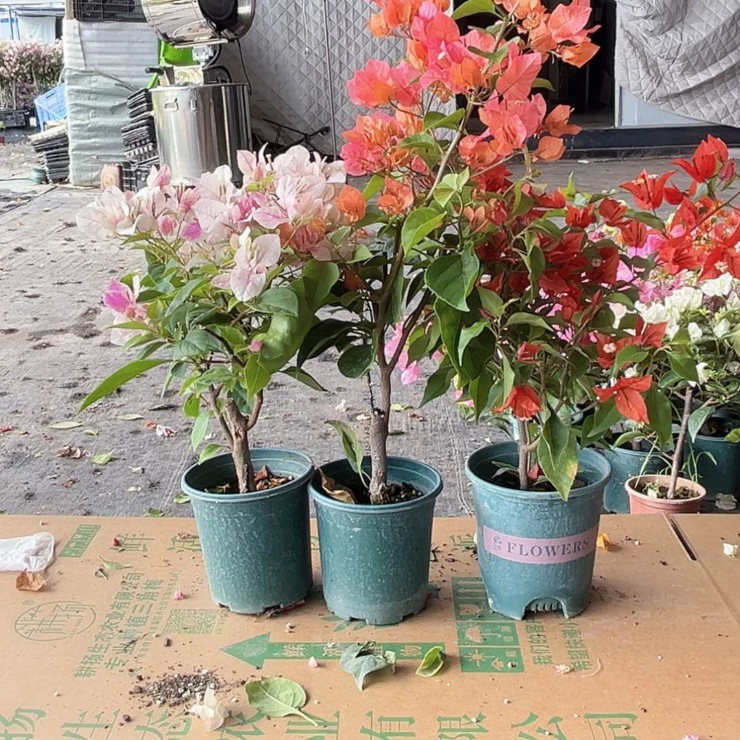 大部分花苞少量开放章红樱，波妹，红桑巴组合