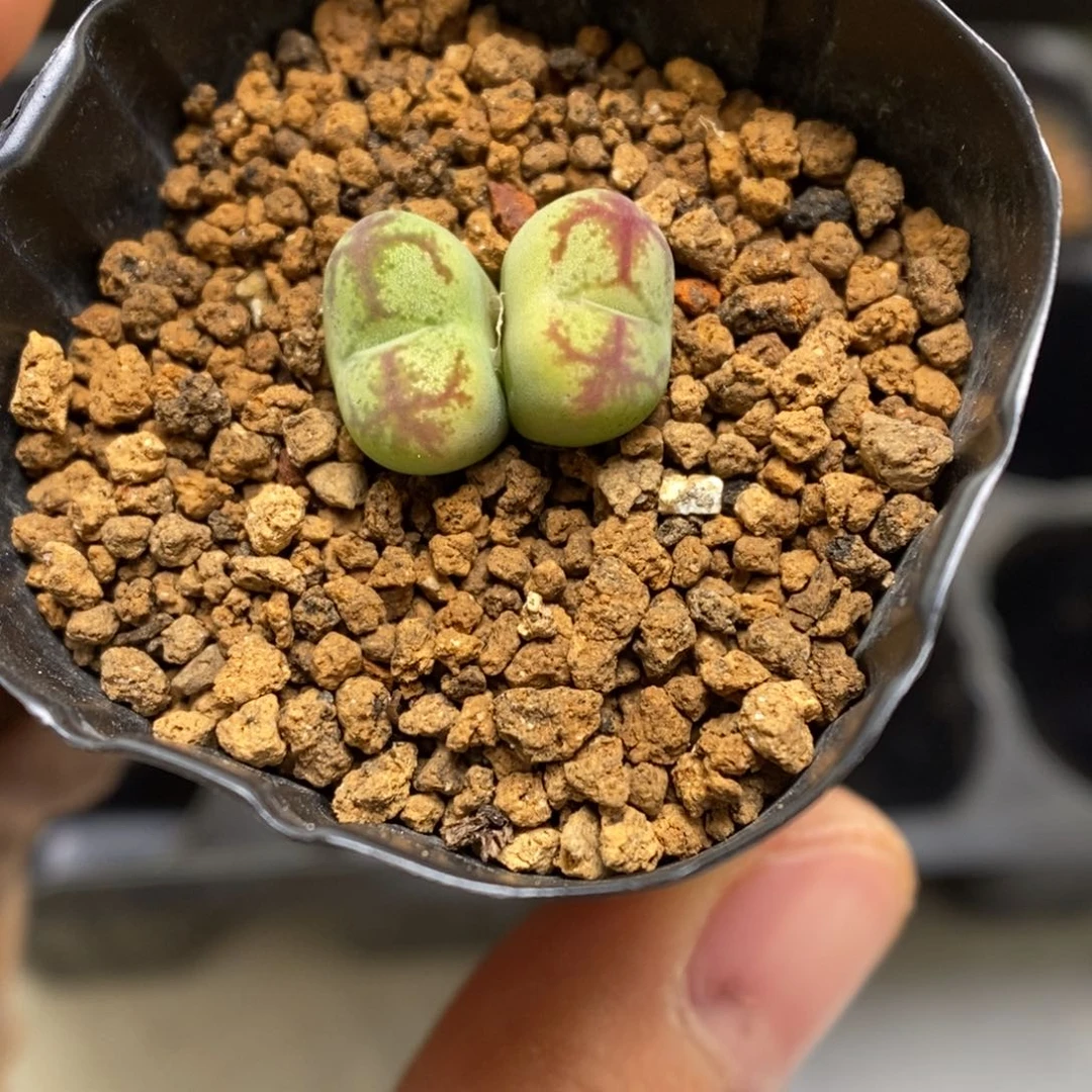 多肉植物肉锥杂交K-3605