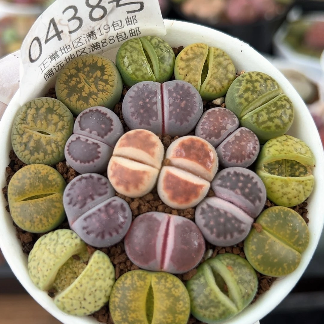 好养易活生石花大母本0438