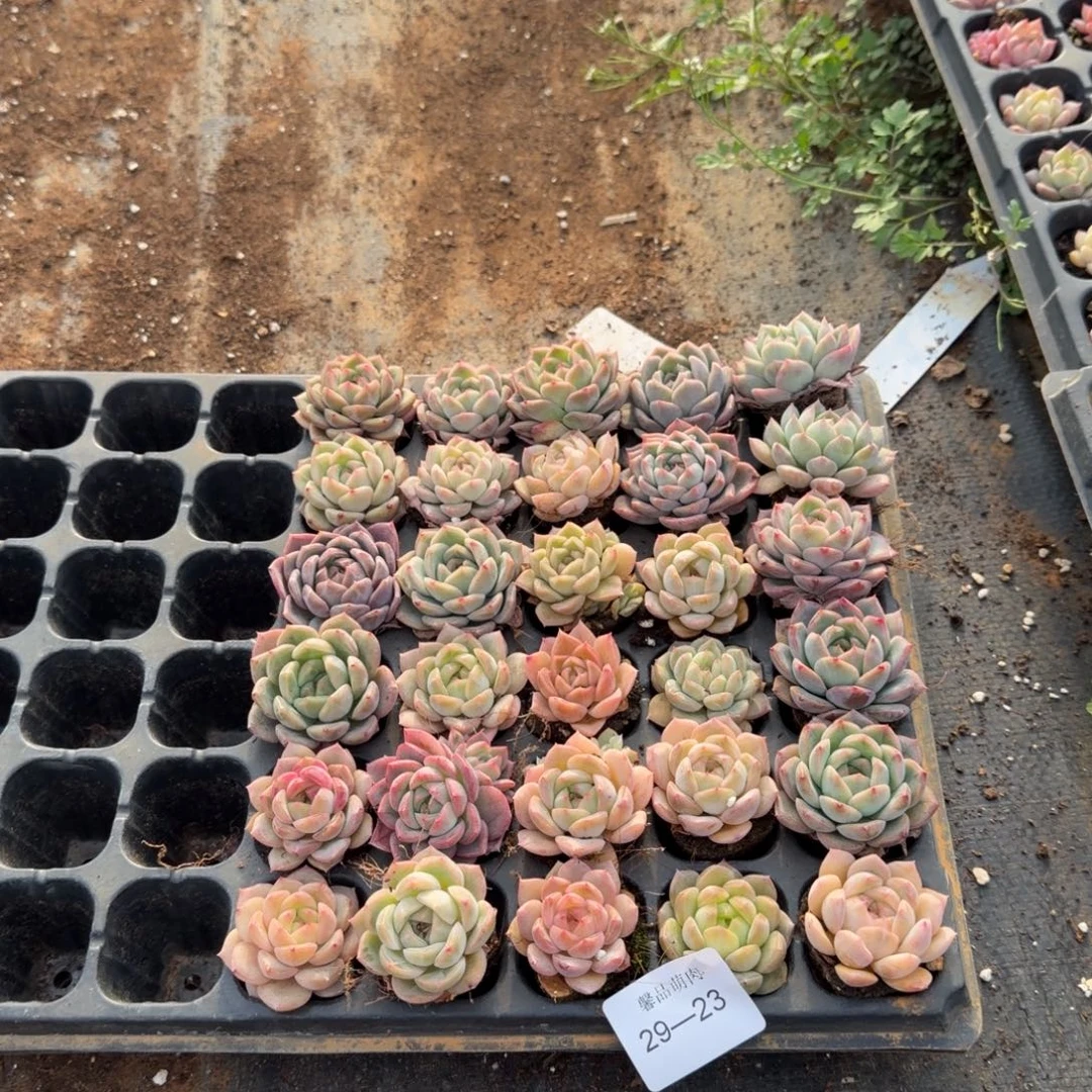 29-23多肉杂交三十颗带穴盘发货量拍