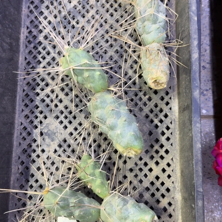 4枪骑兵掉侧牙无售后任意一个