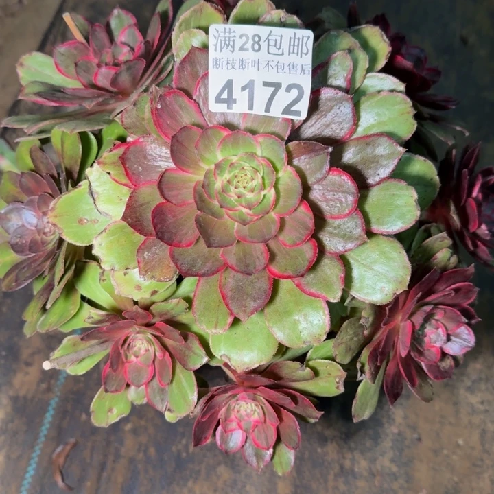 4172莲花座不包段枝