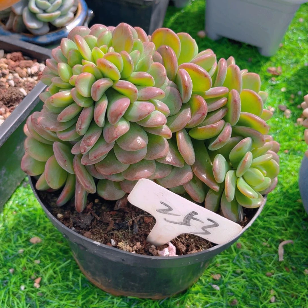 小**?253fghhhjjjjjjjj